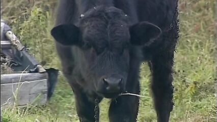 Бабушкины сказки: По щучьему велению