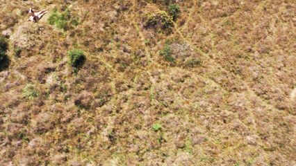 С помощью беспилотника сняли порнофильм Drone Boning